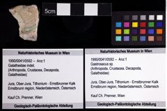 Foto (Objket + Etiketten) von Gastrosacus sp. 